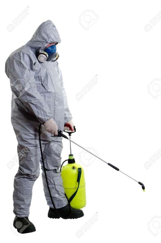 Carpet Beetle Control