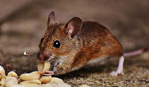 24 Hour & Emergency Exterminators in Daykin, NE
